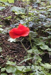 030mohn.jpg (32870 Byte)